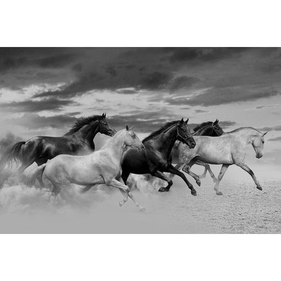 Očarujúca čiernobiela tapeta stádo cválajúcich koní