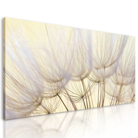 Obraz presný detail púpavy