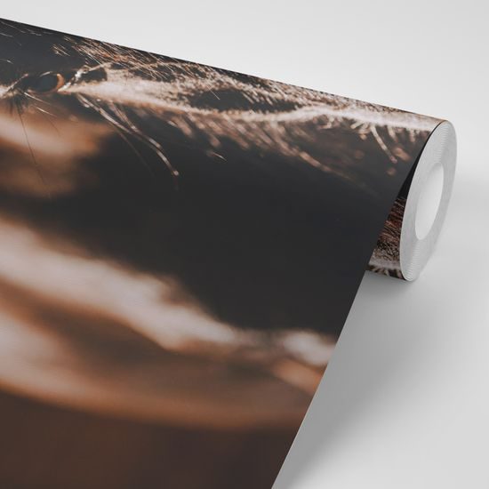 Originálna samolepiaca fototapeta vznešený kôň