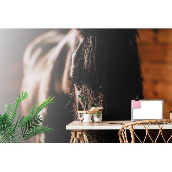 Originálna samolepiaca fototapeta vznešený kôň