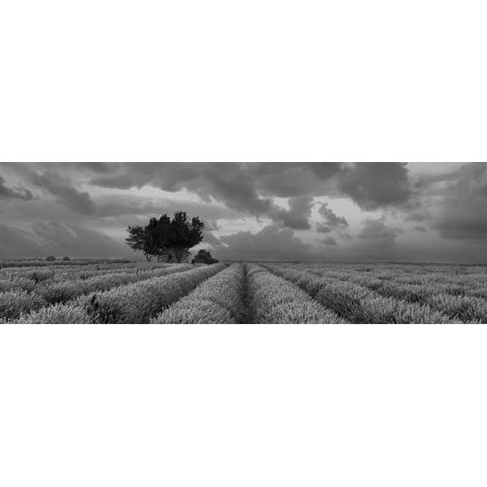 Obraz pole plné levandule v čiernobielom prevedení