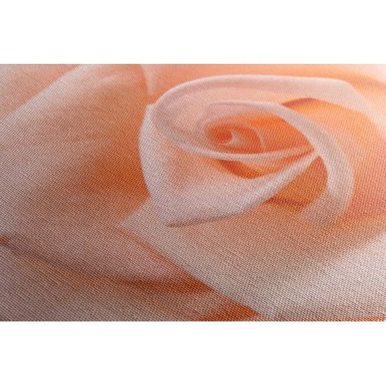Obraz precízny detail na nádhernú ružu
