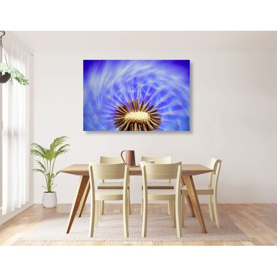 Obraz čarovná púpava