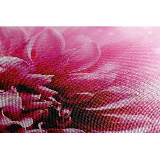 Obraz detail ružového kvetu
