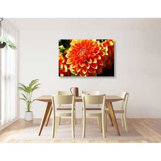 Obraz oranžová dychberúca dália