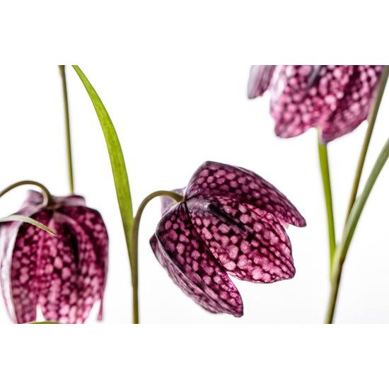 Obraz zaujímavý fialový kvet