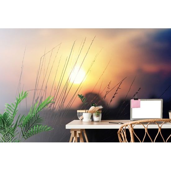 Samolepiaca fototapeta tráva v lúčoch slnka