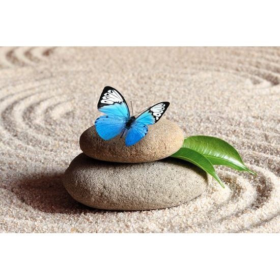 Obraz nádherný motýľ v Zen zátiší