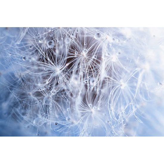 Tapeta semienka púpavy s kvapkami