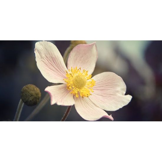 Obraz detail krásneho kvetu