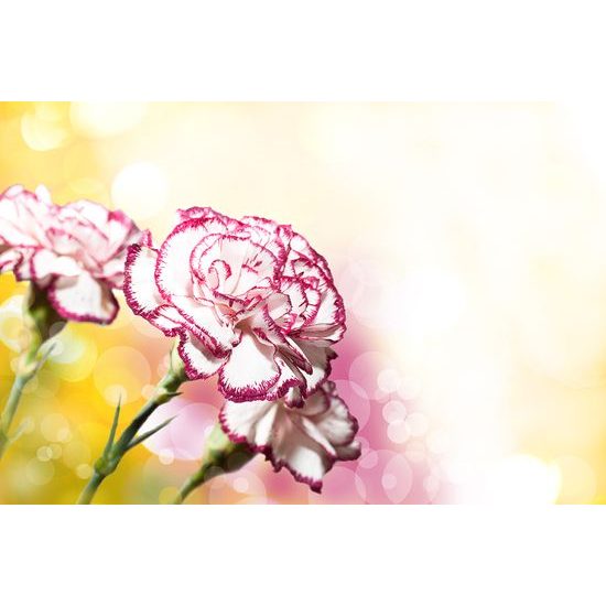 Originálna samolepiaca tapeta romantický kvet karafiátu