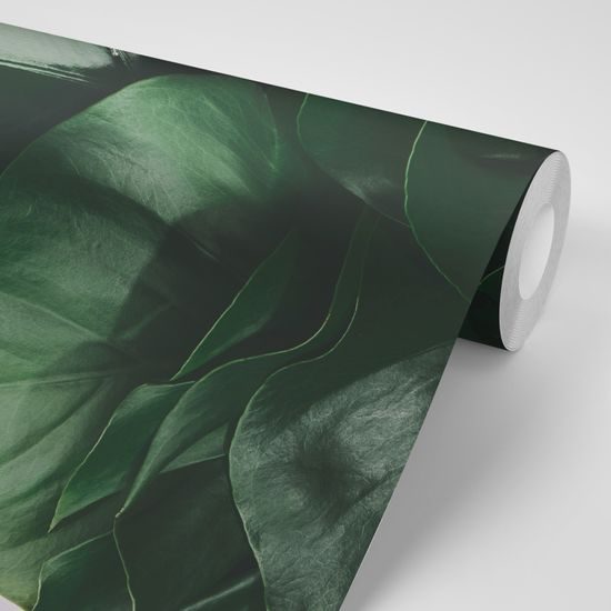 Fototapeta lesklé listy monstery