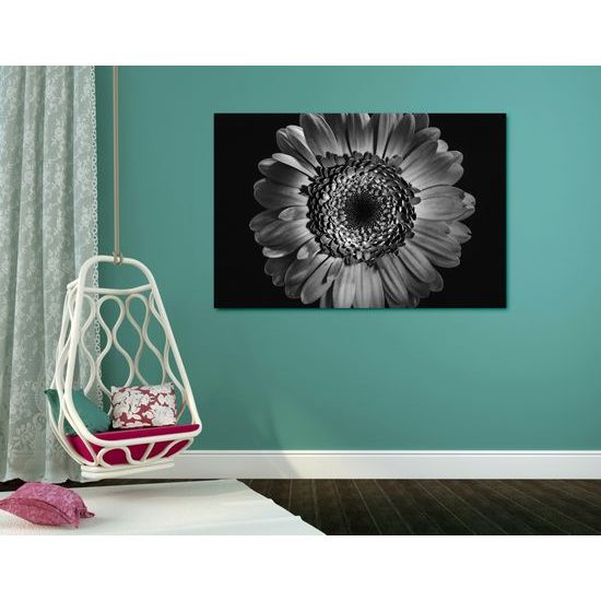 Obraz detail gerbery v čiernobielom prevedení