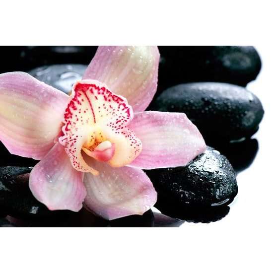 Obraz ružový kvet orchidei