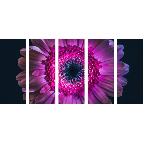 5-dielny obraz detail gerbery