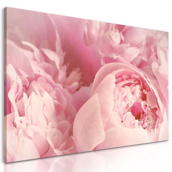 Obraz detail na ružové kvety