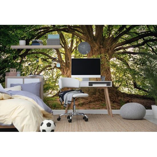 Samolepiaca fototapeta čaro mohutných stromov