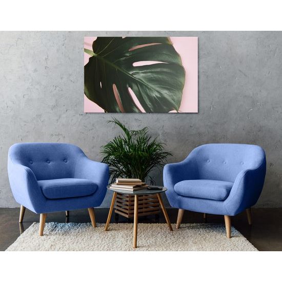 Obraz list monstery na ružovom pozadí