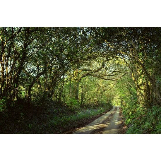 Samolepiaca tapeta cesta do magického lesa