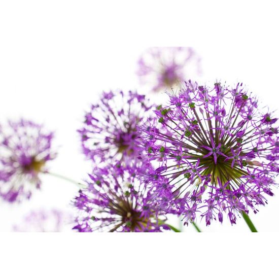 Obraz nádherné kvety cesnaku