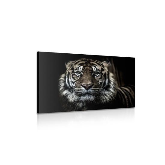 Obraz Bengálsky tiger