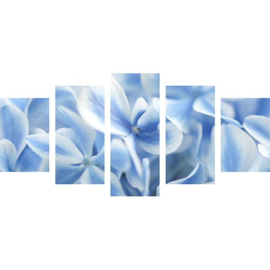 5-dielny obraz kvety hortenzie v belasej farbe