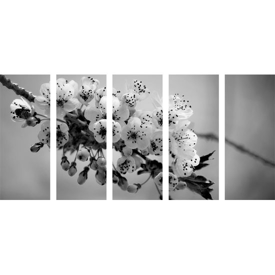 5-dielny obraz krásna čerešňa v rozkvete v čiernobielom prevedení