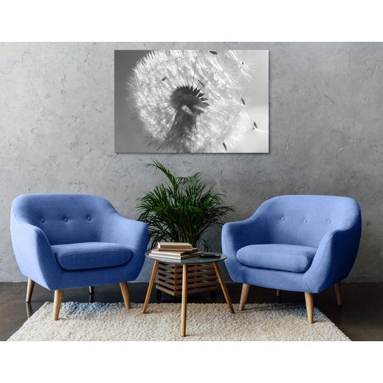 Obraz púpava v rozkvete v čiernobielom prevedení