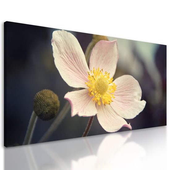 Obraz detail krásneho kvetu