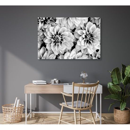 Obraz rozkvitnuté dálie v čiernobielom prevedení