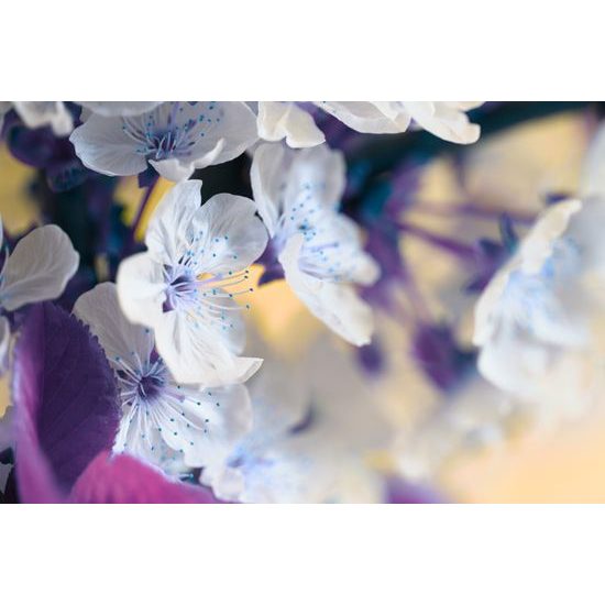 Obraz nádherné kvety čerešne