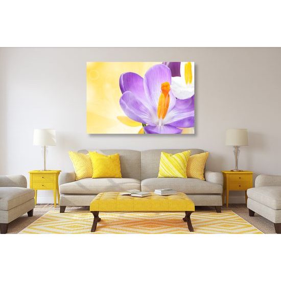 Obraz nežný šafrán