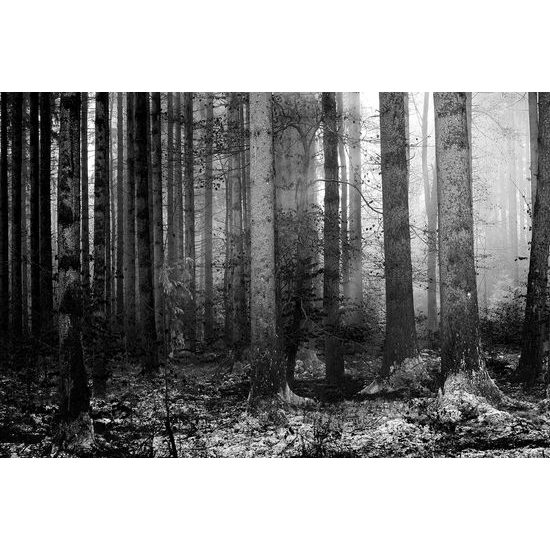 Originálna fototapeta čiernobiele zákutie lesa