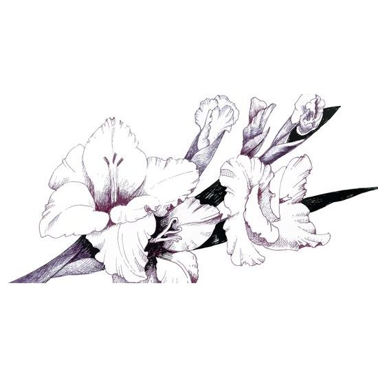 Obraz minimalistické zobrazenie gladioly