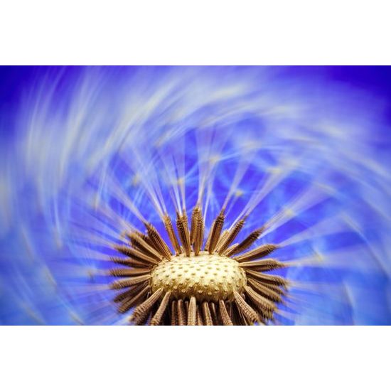 Obraz čarovná púpava