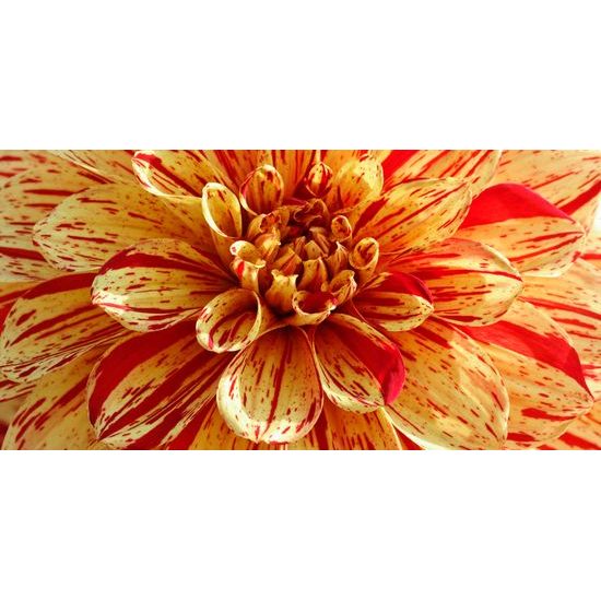 Obraz ohromná dália