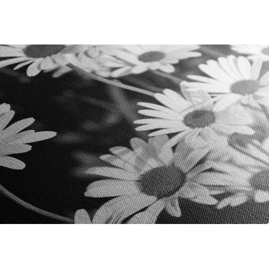 Obraz čiernobiela krása sedmokrások