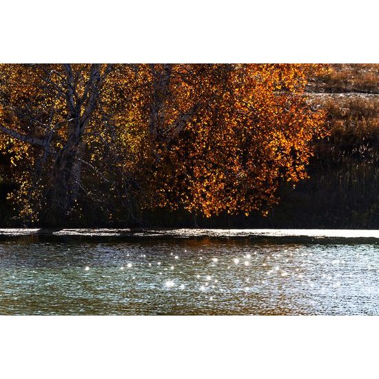 Fototapeta jesenný strom pri jazere
