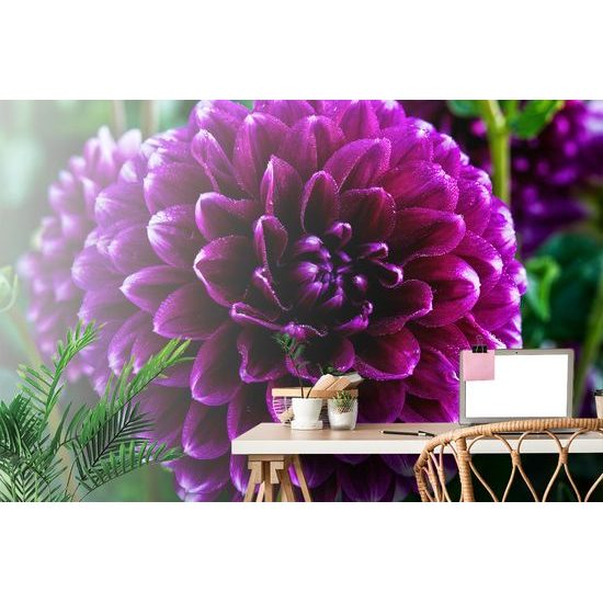 Samolepiaca fototapeta nádherná fialová dália