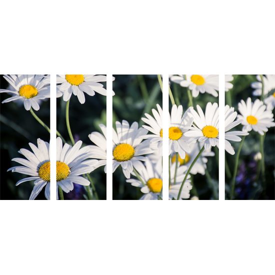 5-dielny obraz krása sedmokrások