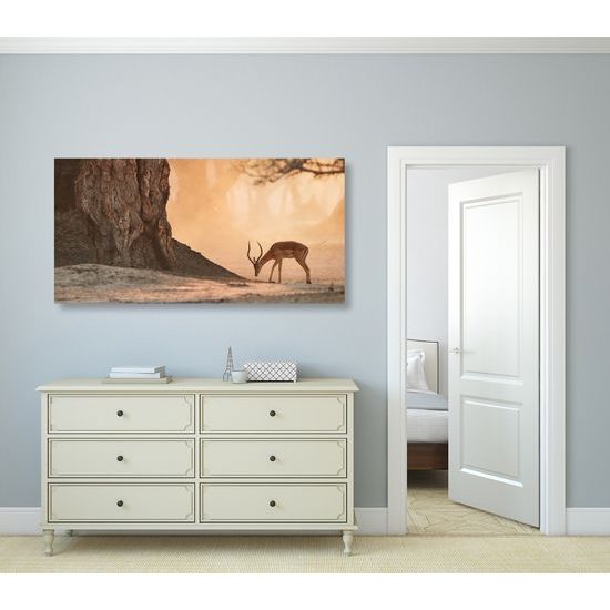 Obraz nádherná antilopa v africkej savane