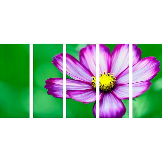 5-dielny obraz jedinečný kvet krasuľky