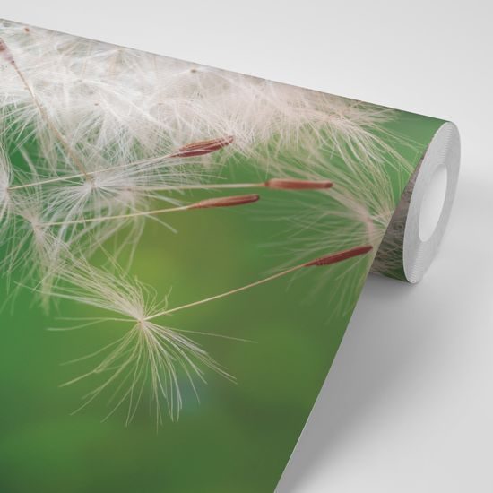 Jedinečná fototapeta detailná púpava