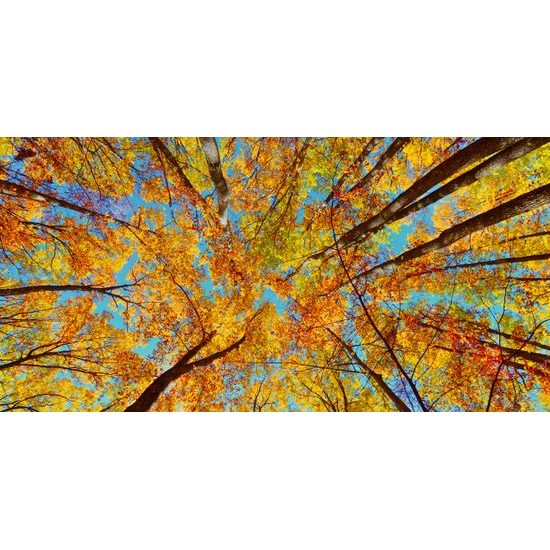 Obraz jesenné farby listov