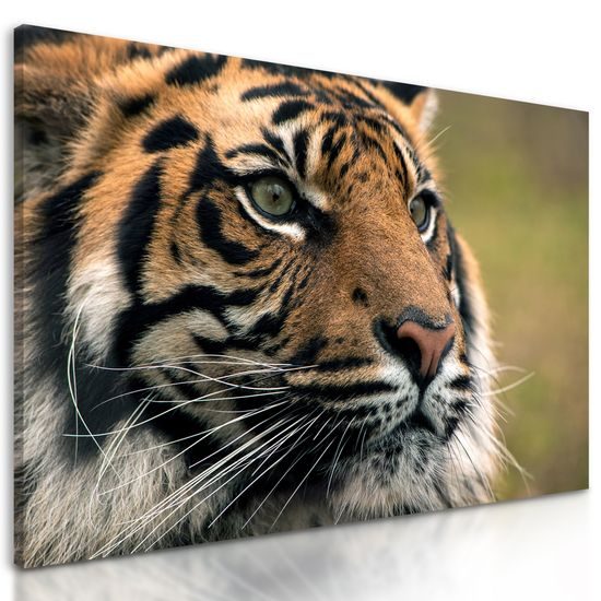Obraz majestátny tiger
