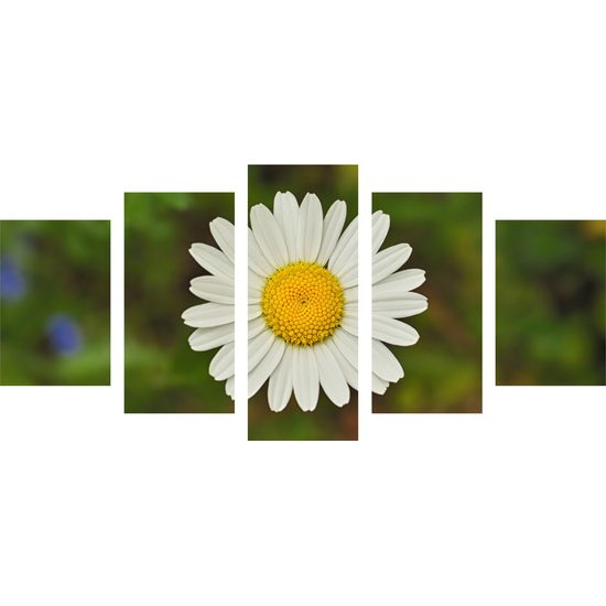 5-dielny obraz krásny lúčny kvet
