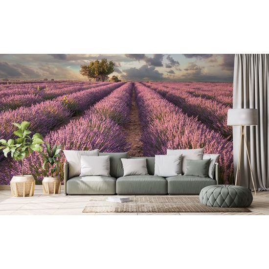 Fototapeta nekonečné levanduľové pole