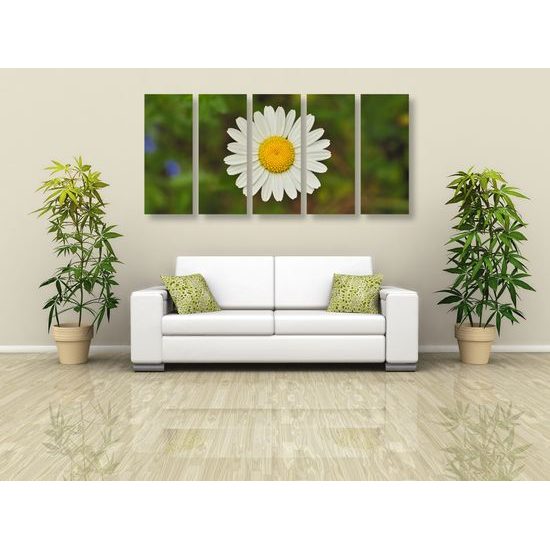 5-dielny obraz krásny lúčny kvet