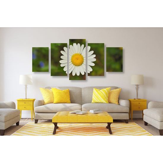 5-dielny obraz krásny lúčny kvet