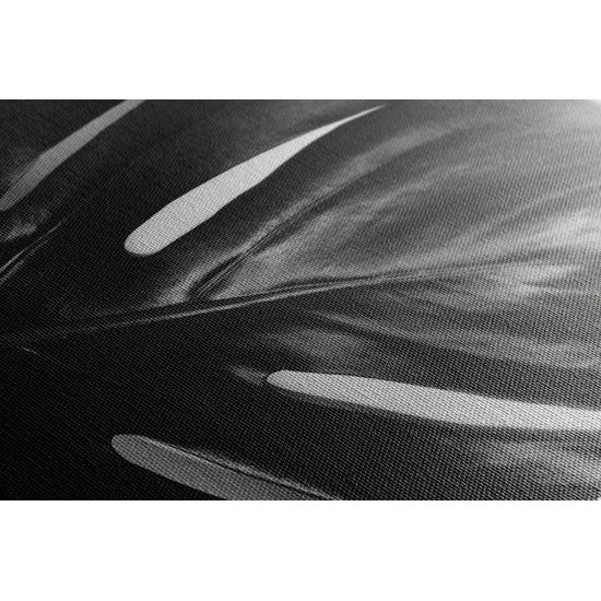 Obraz čiernobiely list monstery